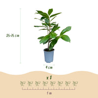 Green boutiQ - 40x Prunus laur. Rotundifolia - Laurierkers - Haagplanten - Groenblijvend - Groen - Pot 9cm - Hoogte 25-35cm