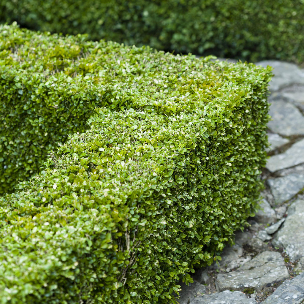 Green boutiQ - Plantes de haie - Buxus sempervirens - feuillage vert - 6 plantes - 1 mètre linéaire - persistant - pot 17 cm hauteur 45 cm