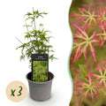 Green boutiQ - Plante de jardin - Acer palmatum Seiryu - Vert 3 Plantes - Caduc - Peu d'entretien - Pot 12cm Hauteur 35cm