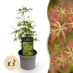 Green boutiQ - Plante de jardin - Acer palmatum Seiryu - Vert 3 Plantes - Caduc - Peu d'entretien - Pot 12cm Hauteur 35cm