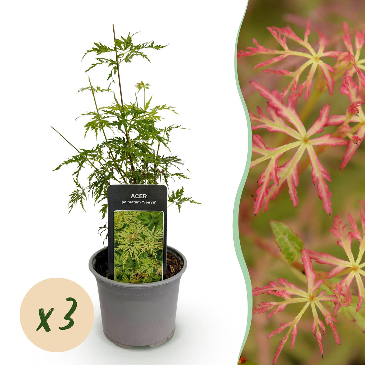 Green boutiQ - Plante de jardin - Acer palmatum Seiryu - Vert 3 Plantes - Caduc - Peu d'entretien - Pot 12cm Hauteur 35cm