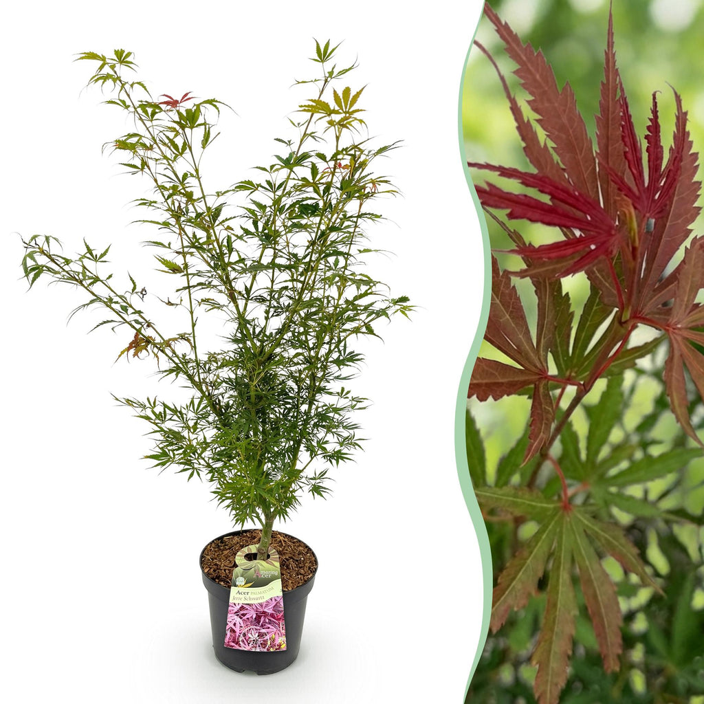 Green boutiQ - Plante de jardin - Acer palmatum Jerre Swarts - Érable du Japon - Caduc - Orange-Rouge - 1 - Pot 26cm - Hauteur 90cm