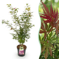 Green boutiQ - Plante de jardin - Acer palmatum Jerre Swarts - Érable du Japon - Caduc - Orange-Rouge - 1 - Pot 26cm - Hauteur 90cm