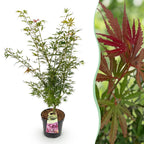 Green boutiQ - Plante de jardin - Acer palmatum Jerre Swarts - Érable du Japon - Caduc - Orange-Rouge - 1 - Pot 26cm - Hauteur 90cm