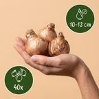 40x Narcissus Replete - Dubbele narcis Replete - Wit en Oranje - Voorjaarsbloeier - Bolmaat 10/12