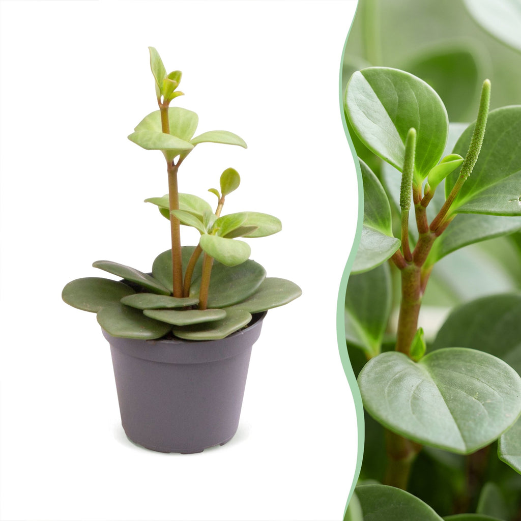 Peperomia Hope - Hope Peperomia - Green - Tropical - Ø6cm - ↕12cm