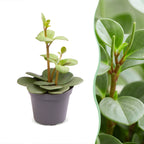 Peperomia Hope - Hope Peperomia - Green - Tropical - Ø6cm - ↕12cm