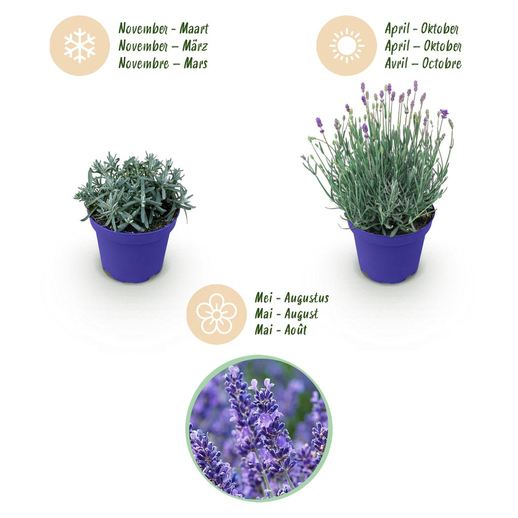Green boutiQ - Plante de jardin - Lavandula angustifolia Hidcote - Lavande - Rustique - Violet - 6 plantes - Pot 12 cm - Hauteur 15-25 cm