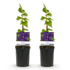 Green boutiQ - Kletterpflanze - Clematis Star of India - Blüte Rosa - Pflegeleicht - 2 Pflanzen - Topf 11 cm Höhe 40 cm