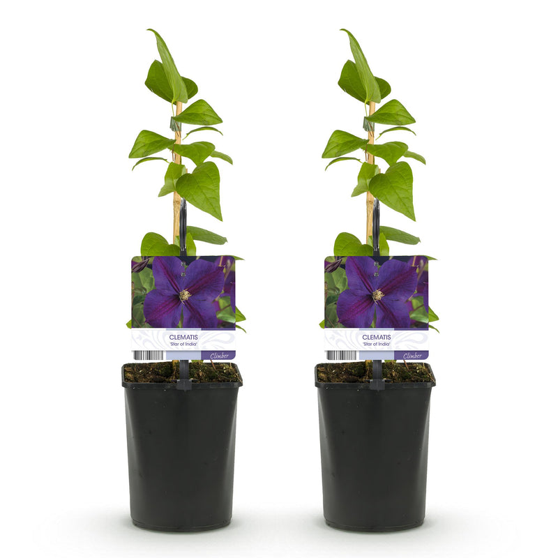 Green boutiQ - Klimplant - Clematis Star of India - Bloem Roze - Weinig onderhoud -2 planten -  Pot 11cm Hoogte 40cm