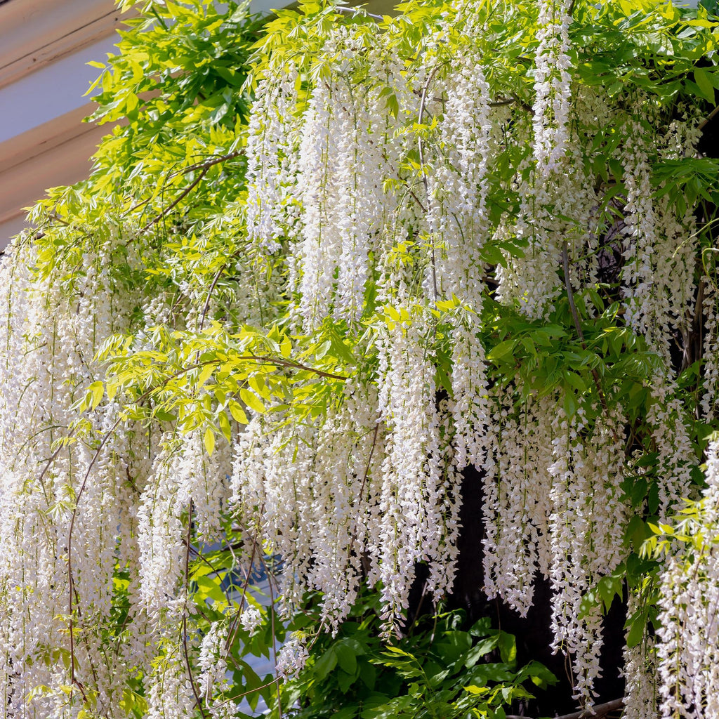 Green boutiQ - Glycine - Wisteria floribunda Alba - Fleur blanche - 1 plante - Pot 11cm Hauteur 40cm