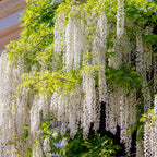 Green boutiQ - Glycine - Wisteria floribunda Alba - Fleur blanche - 1 plante - Pot 11cm Hauteur 40cm