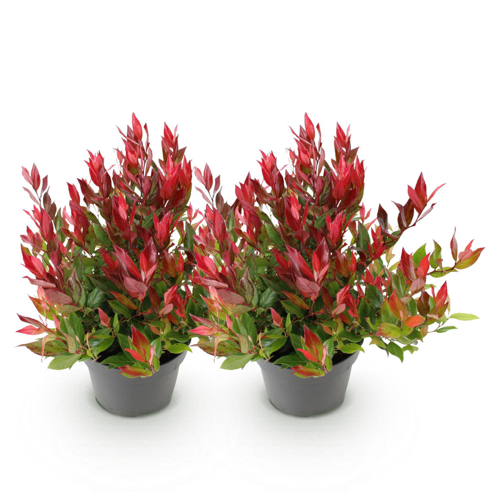 Green boutiQ - Gartenpflanze - Leucothoe Little Flame - Rot - 2 Pflanzen - Immergrün - Pflegeleicht - Topf 17cm Höhe 40cm