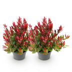 Green boutiQ - Gartenpflanze - Leucothoe Little Flame - Rot - 2 Pflanzen - Immergrün - Pflegeleicht - Topf 17cm Höhe 40cm