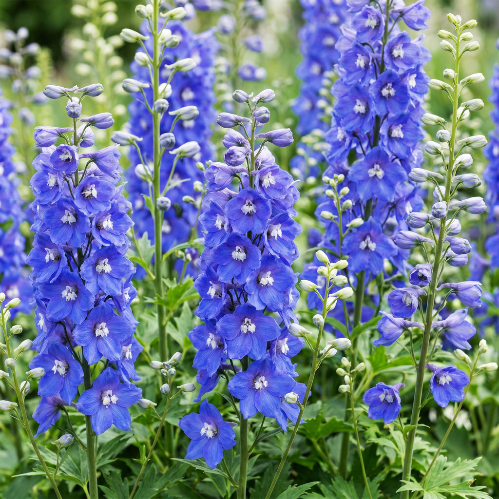 Green boutiQ - Stauden - Delphinium (P) Blue Bird - Rittersporn - Bienen- und Schmetterlingsmagnet - Blau - 3 Pflanzen - Topf 11cm - Höhe 15-25cm