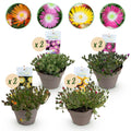 Green boutiQ - Couvre-sol - Rustique - Delosperma Jewel of Desert - 8 plantes - Couleurs rouge - orange - violet - rose - Peu d'entretien - Pot 14 Hauteur 17