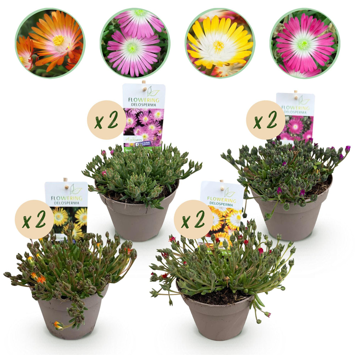 Green boutiQ - Couvre-sol - Rustique - Delosperma Jewel of Desert - 8 plantes - Couleurs rouge - orange - violet - rose - Peu d'entretien - Pot 14 Hauteur 17