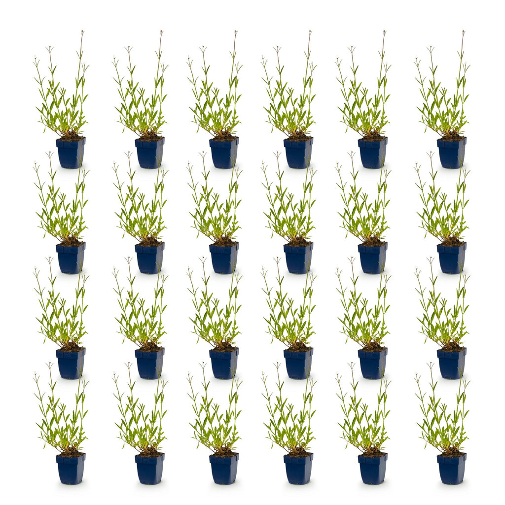 Plante vivace - Verbena bonariensis - Verveine de Buenos Aires - Attire les abeilles et les papillons - Violet - 24 plantes - Pot 11cm - Hauteur 15-25cm
