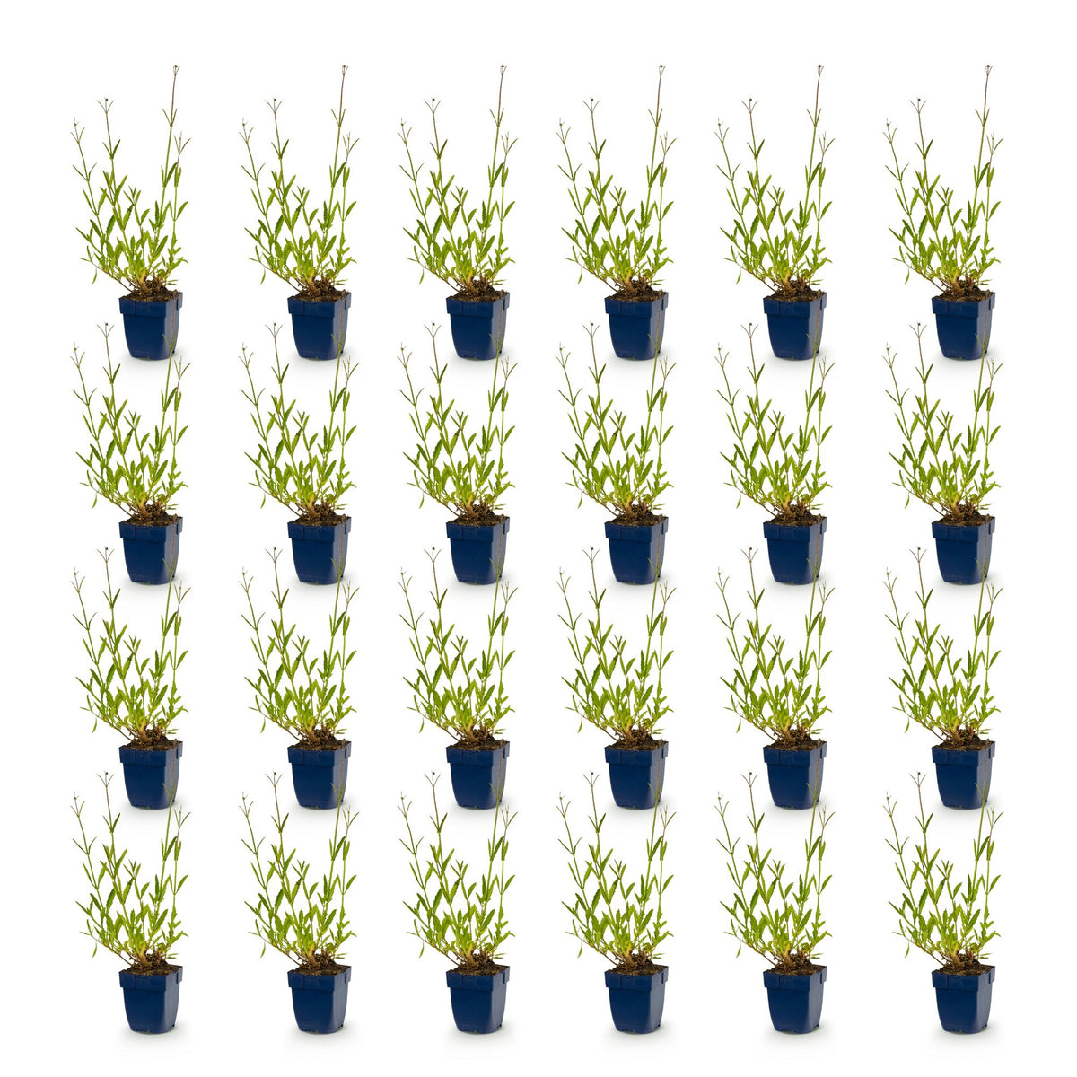 Vasteplant - Verbena bonariensis - Ijzerhard - Bijen- en vlinderlokkers - Paars - 24 Planten - Pot 11cm - Hoogte 15-25cm