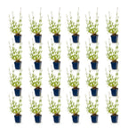 Plante vivace - Verbena bonariensis - Verveine de Buenos Aires - Attire les abeilles et les papillons - Violet - 24 plantes - Pot 11cm - Hauteur 15-25cm