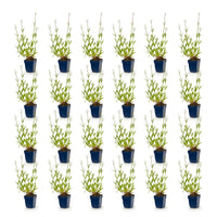 Vasteplant - Verbena bonariensis - Ijzerhard - Bijen- en vlinderlokkers - Paars - 24 Planten - Pot 11cm - Hoogte 15-25cm