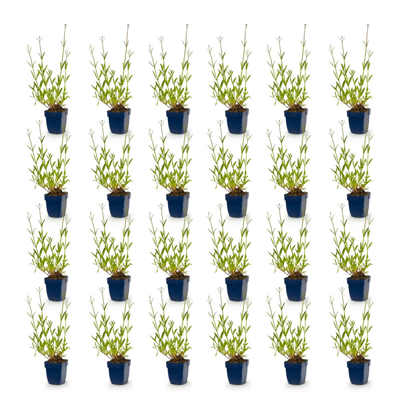 Vasteplant - Verbena bonariensis - Ijzerhard - Bijen- en vlinderlokkers - Paars - 24 Planten - Pot 11cm - Hoogte 15-25cm