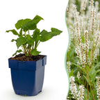 Green boutiQ - Stauden - Persicaria ampl. Alba - Knöterich - Schatten - Weiß - 6 Pflanzen - Topf 11cm - Höhe 15-25cm