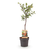Green boutiQ - Fruitboom - Prunus domestica Victoria - Appelboom - Winterhard - Roze-Oranje Appel - 1 Plant - Pot 21cm - Hoogte 90cm