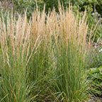 Green boutiQ - Gräser - Molinia arund. Karl Foerster - Pfeifengras - Mit Rispen - Grün - 24 Pflanzen - Topf 11cm - Höhe 15-25cm