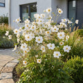 Green boutiQ - Plante vivace - Anemone hybr. Hon. Jobert - Anémone d'automne - Ombre - Blanc - 1 Plante - Pot 11cm - Hauteur 15-25cm