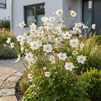 Green boutiQ - Vasteplant - Anemone hybr. Hon. Jobert - Herfst Anemoon - Schaduw - Wit - 1 Plant - Pot 11cm - Hoogte 15-25cm