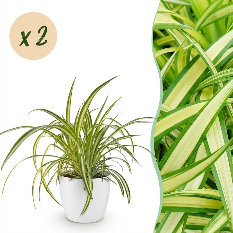 Green boutiQ - Kamerplant - Chlorophytum comosum Variegatum - Bonte Graslelie - Huisdiervriendelijke Plant - Groen - 2 Planten - met Potter Wit - Pot 12cm - Hoogte 20cm