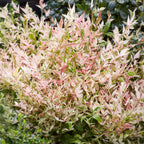 Green boutiQ - Plante de jardin - Nandina Twilight - Panaché & Rose - 1 Plante - Persistant - Peu d'entretien - Pot 17 cm Hauteur 45 cm
