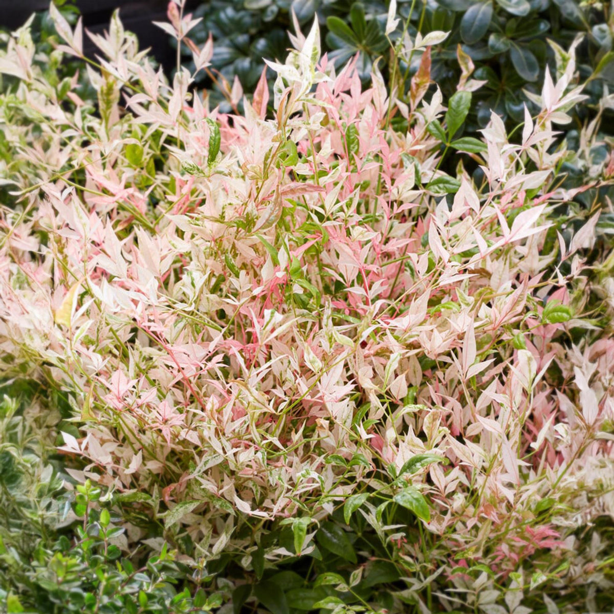 Green boutiQ - Plante de jardin - Nandina Twilight - Panaché & Rose - 1 Plante - Persistant - Peu d'entretien - Pot 17 cm Hauteur 45 cm