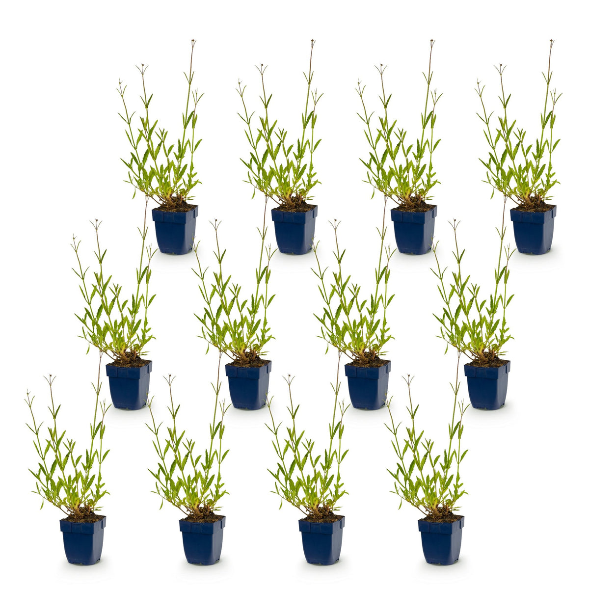 Vasteplant - Verbena bonariensis - Ijzerhard - Bijen- en vlinderlokkers - Paars - 12 Planten - Pot 11cm - Hoogte 15-25cm
