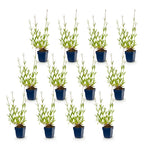 Plante vivace - Verbena bonariensis - Verveine de Buenos Aires - Attire les abeilles et les papillons - Violet - 12 plantes - Pot 11cm - Hauteur 15-25cm