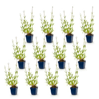 Vasteplant - Verbena bonariensis - Ijzerhard - Bijen- en vlinderlokkers - Paars - 12 Planten - Pot 11cm - Hoogte 15-25cm