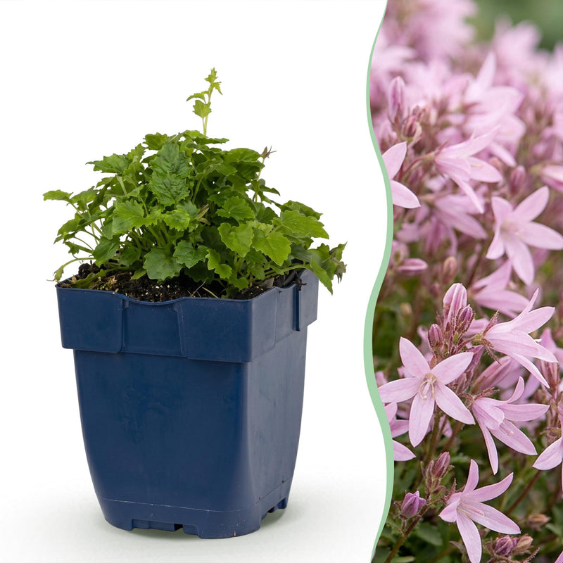 Green boutiQ - Vasteplant - Campanula posch. Lisduggan Variety - Perzikbladklokje - Bodembedekkend - Wit - 1 Plant - Pot 11cm - Hoogte 15-25cm