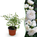 Green boutiQ - Tuin Roos - Rosa White Fairy - Roos - Winterhard - Wit - 1 Plant - Pot 12cm - Hoogte Hoogte 20-25cm