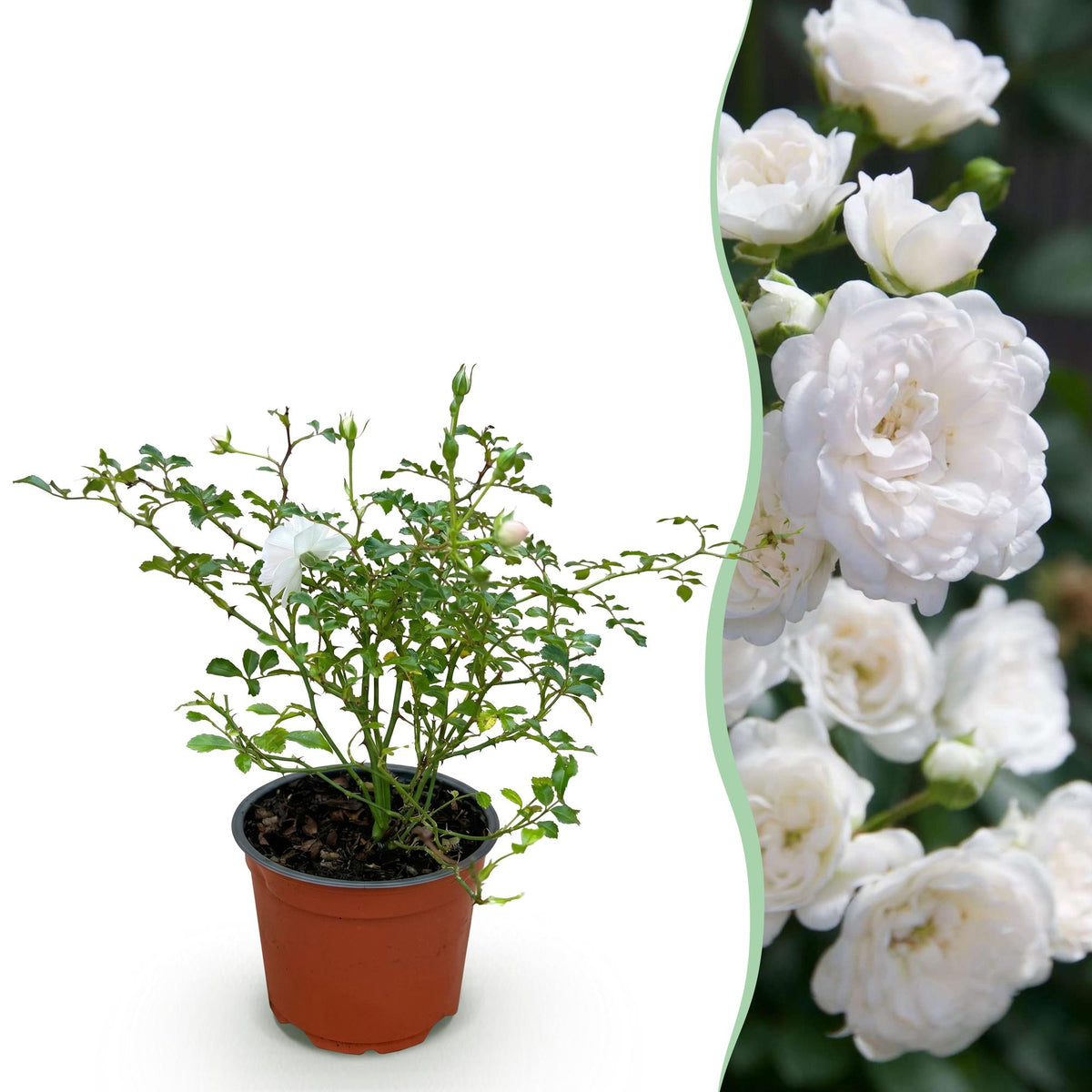 Green boutiQ - Rosier de jardin - Rosa White Fairy - Rosier - Rustique - Blanc - 1 Plante - Pot 12cm - Hauteur 20-25cm