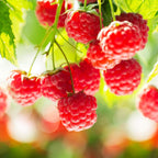 Green boutiQ - Framboisier - Rubus idaeus Ottawa - Plant de framboisier - Rustique - Framboise rouge - 2 plantes - Pot 15 cm - Hauteur 50 cm