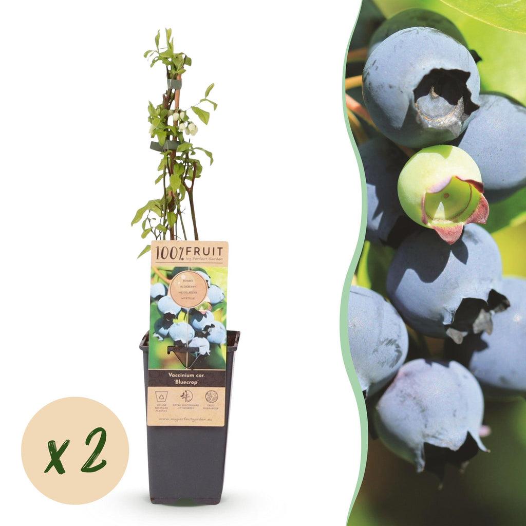 Green boutiQ - Fruit - Vaccinium corymbosum Bluecrop - Myrtillier - Rustique - Myrtille - 2 Plantes - Pot 15cm - Hauteur 50cm