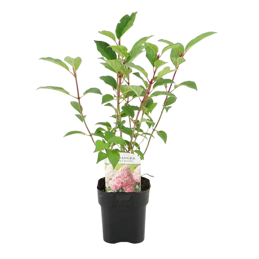 Green boutiQ - Hydrangea paniculata 'Vanille Fraise' - Fleurs blanc rose - 1 plante - Caduque - Grandes fleurs - Pot 17cm Hauteur 50cm