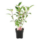 Green boutiQ - Hydrangea paniculata 'Vanille Fraise' - Fleurs blanc rose - 1 plante - Caduque - Grandes fleurs - Pot 17cm Hauteur 50cm