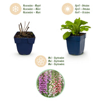 Green boutiQ - Vasteplant - Digitalis Tricolour - Vingerhoedskruid - Schaduw - Roze - Paars - Wit - 24 Planten - Pot 11cm - Hoogte 15-25cm