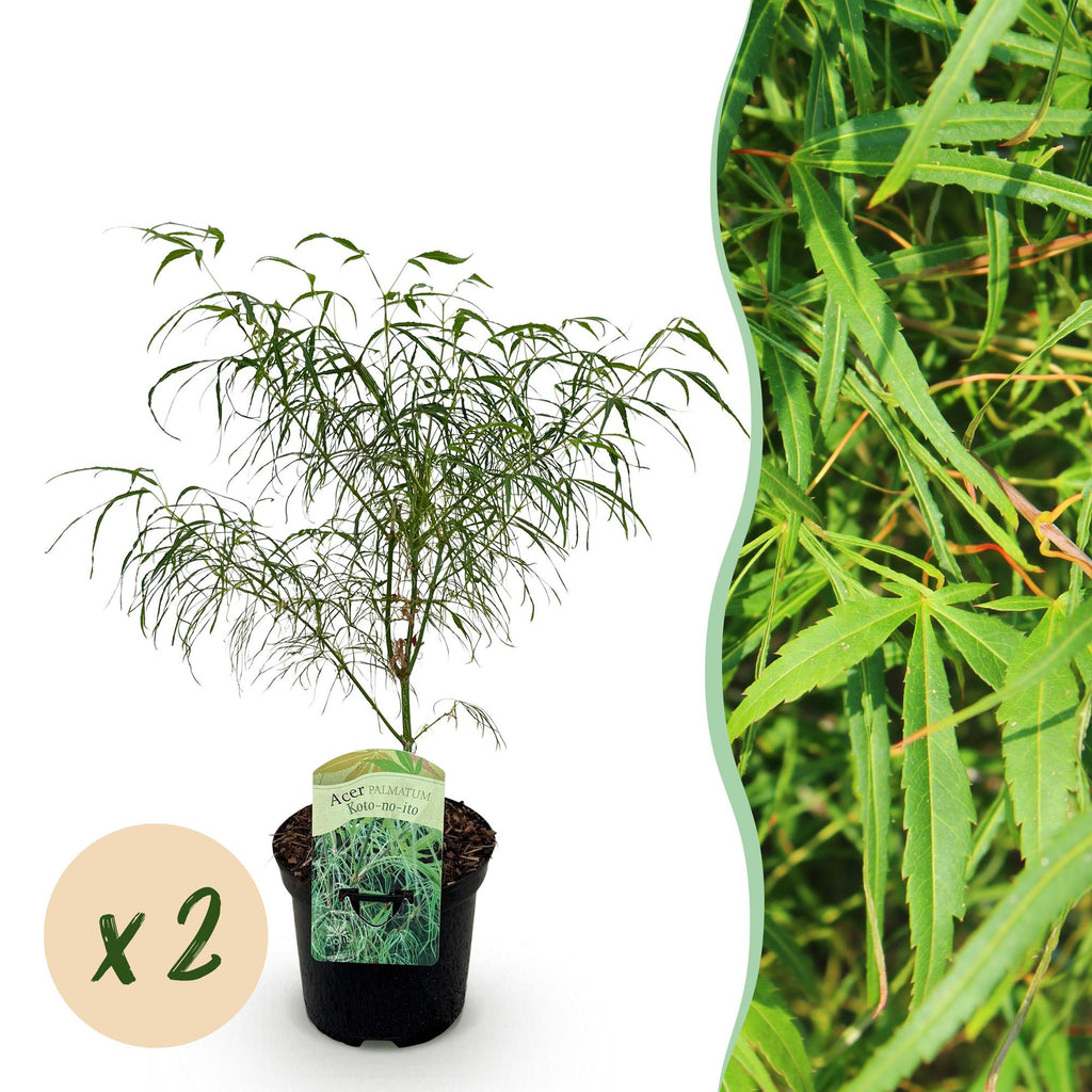 Green boutiQ - Plante de terrasse - Érable du Japon - Acer palmatum Koto-no-ito - Vert - 2 plantes - Caduc - Pot 19 cm Hauteur 70 cm