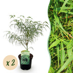 Green boutiQ - Plante de terrasse - Érable du Japon - Acer palmatum Koto-no-ito - Vert - 2 plantes - Caduc - Pot 19 cm Hauteur 70 cm