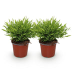 Green boutiQ - Zimmerpflanze - Bambusa Pogonatherum Monica - Bambusgras - Haustierfreundlich - Grün - 2 Pflanzen - Topf 12cm - Höhe 30-35cm