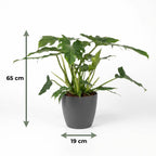 Green boutiQ - Plante d'intérieur - Philodendron - Philodendron Lacerum - Vert - Peu d'entretien - 1 plante - avec pot gris - Pot 19cm - Hauteur 65cm