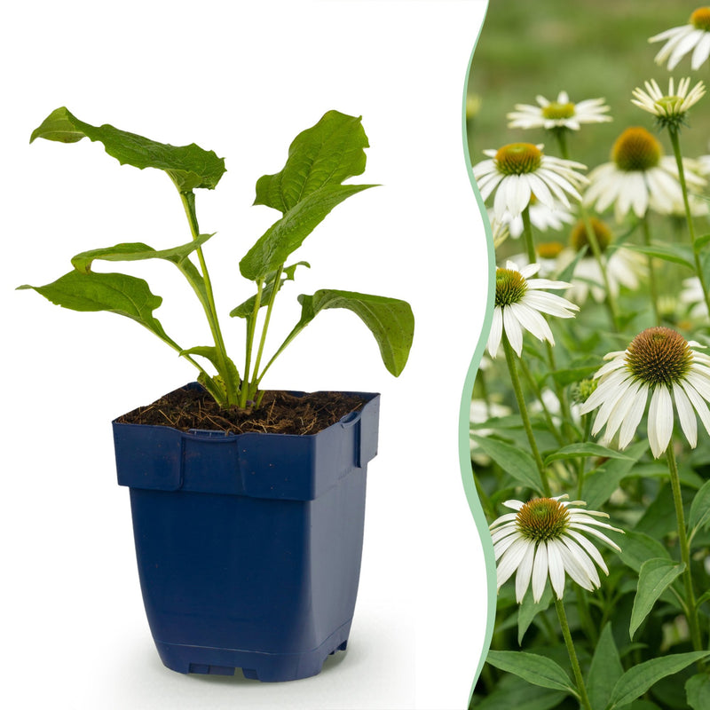 Green boutiQ - Vasteplant - Echinacea purp. Alba - Zonnehoed - Bijen- en vlinderlokkers - Wit - 6 Planten - Pot 11cm - Hoogte 15-25cm